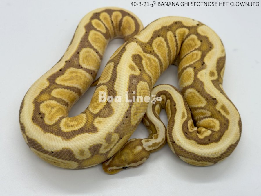  BANANA GHI SPOTNOSE HET CLOWN